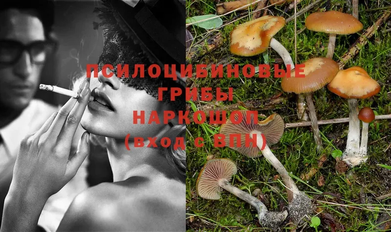 Псилоцибиновые грибы Psilocybe  как найти закладки  Белоозёрский 